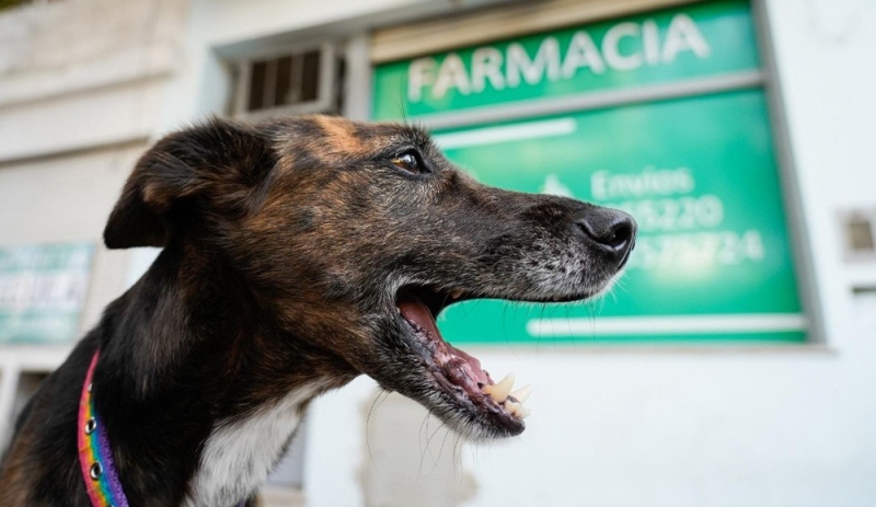 Habilitan a farmacias a vender remedios para mascotas recetados por veterinarios