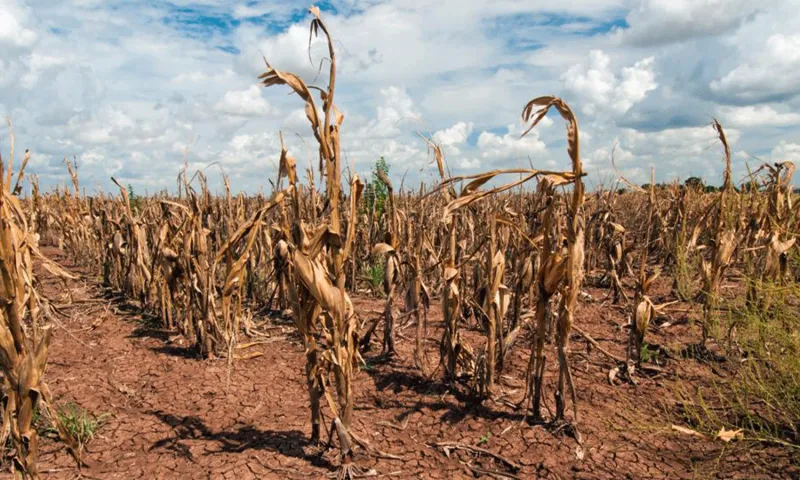 La Provincia declaró la emergencia agropecuaria en municipios afectados por la sequía