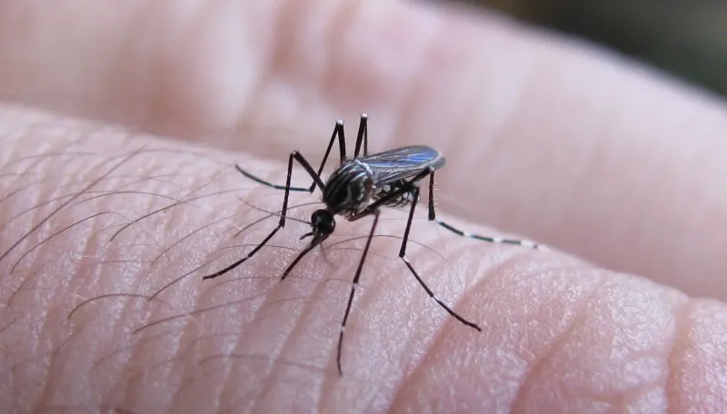 Son 269.678 los casos de Dengue en el país